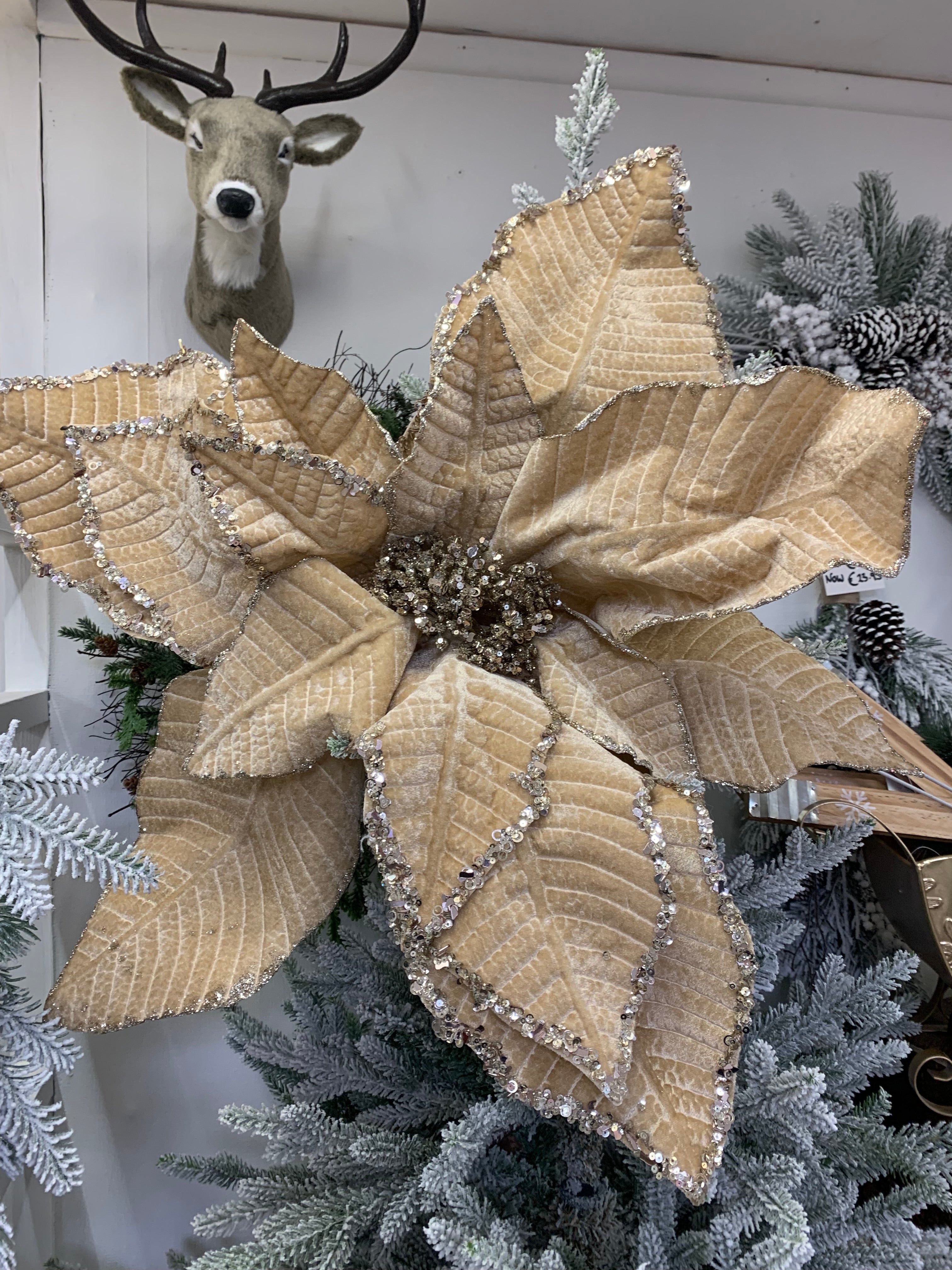 Large luxurious poinsettia