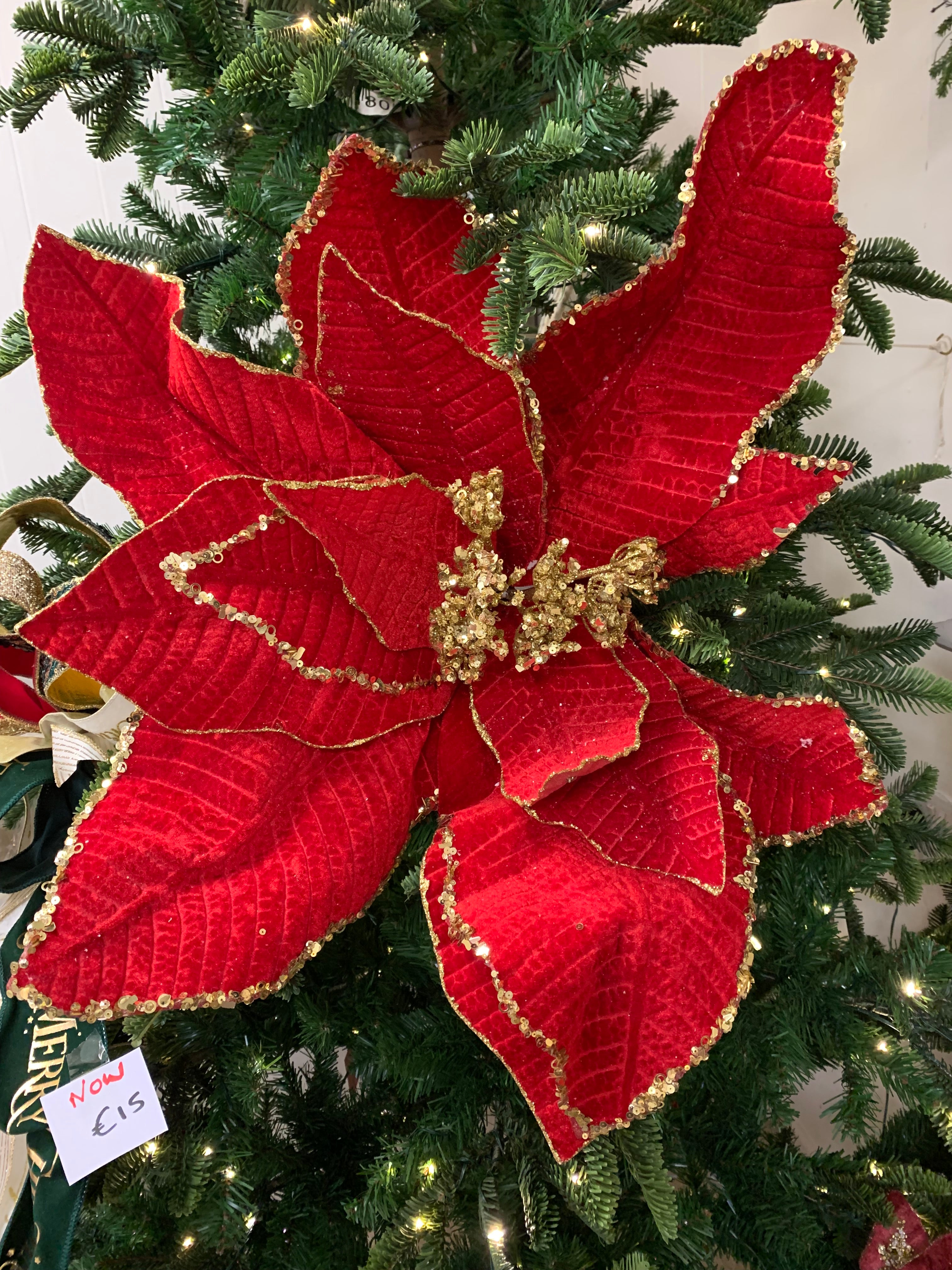 Large luxurious poinsettia